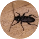 Mravenci